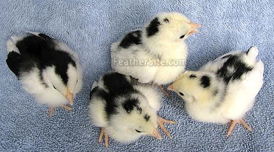 MottledOEGBtyChixTop.JPEG