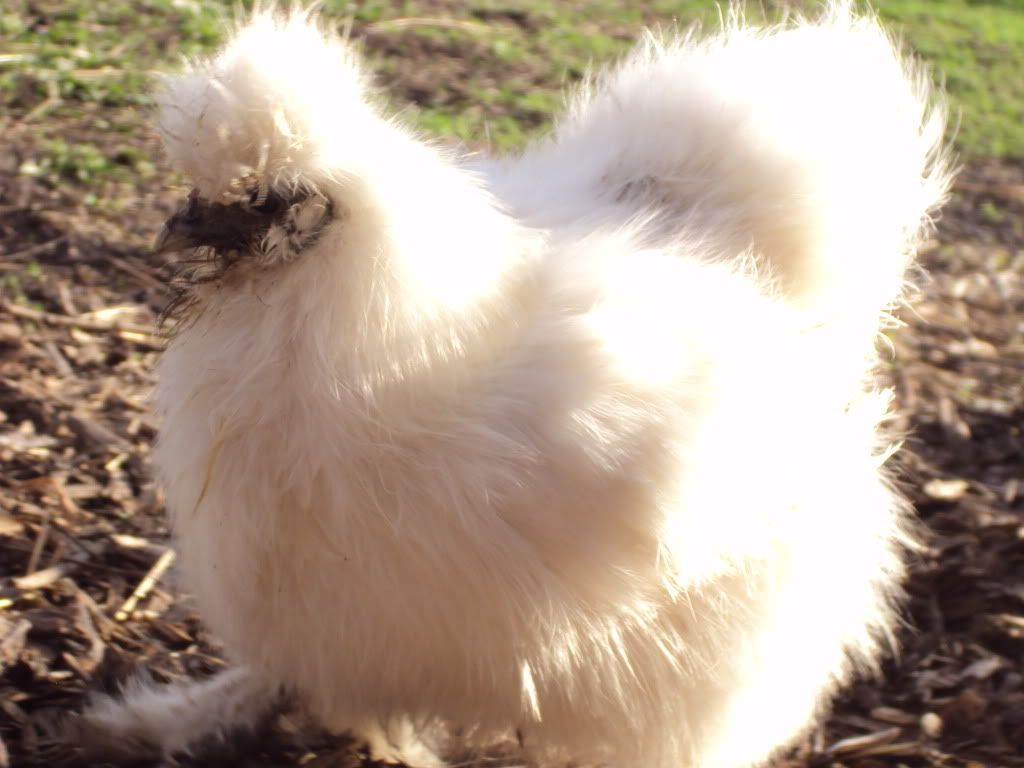 ChickPicks920.jpg