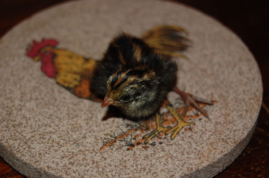 8Buttonchicks201190.jpg