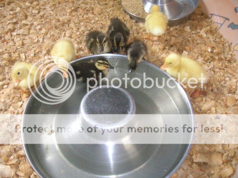 DSCN2525.jpg