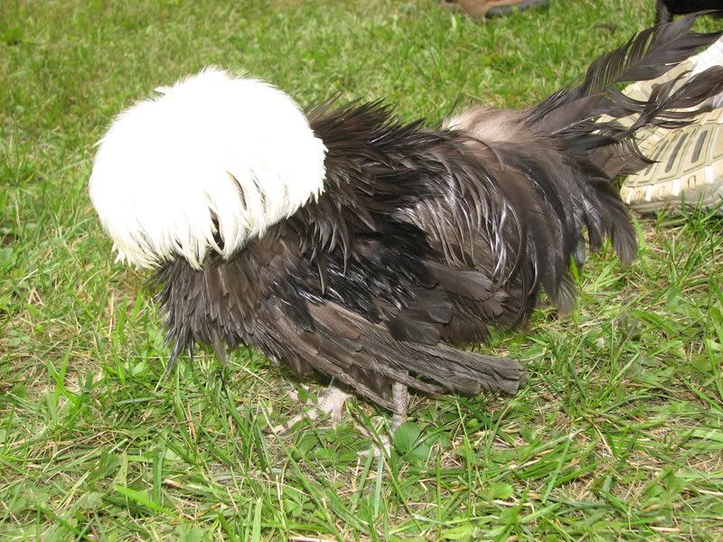 chickenstock022-1.jpg
