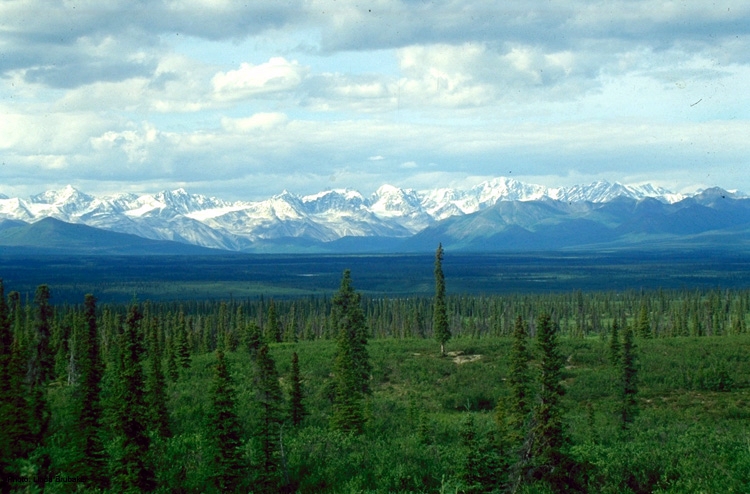Picea_glauca_taiga.jpg