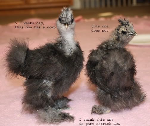 silkies2.jpg