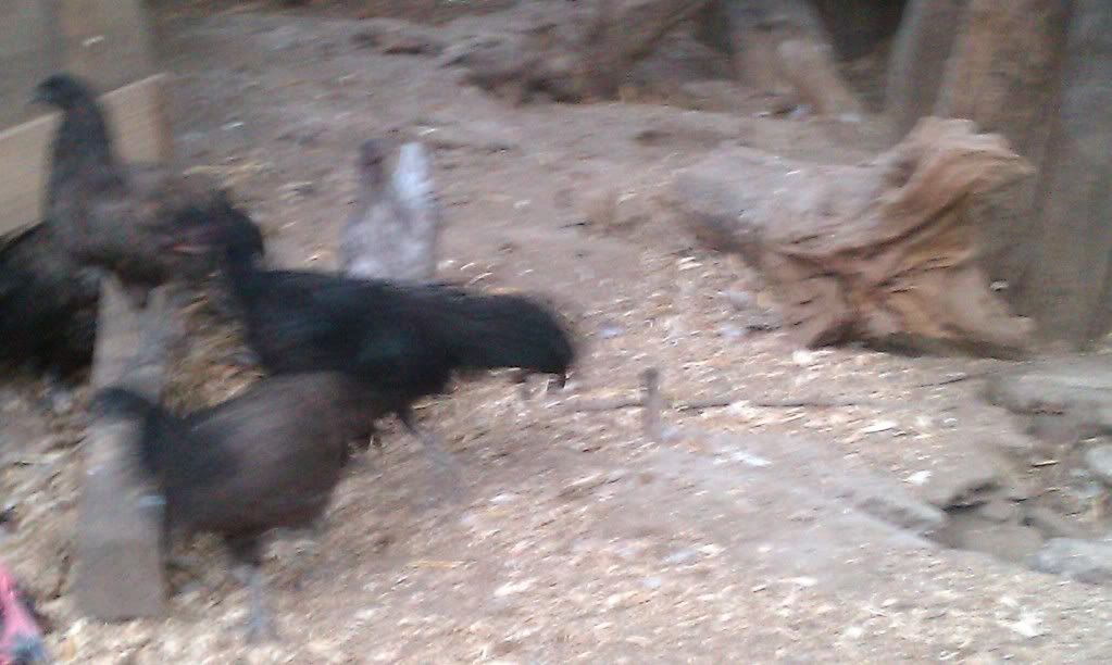 IMAG0241.jpg