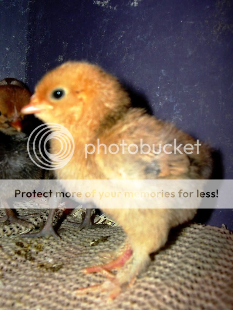 GoldenCochinchick4_2010.jpg