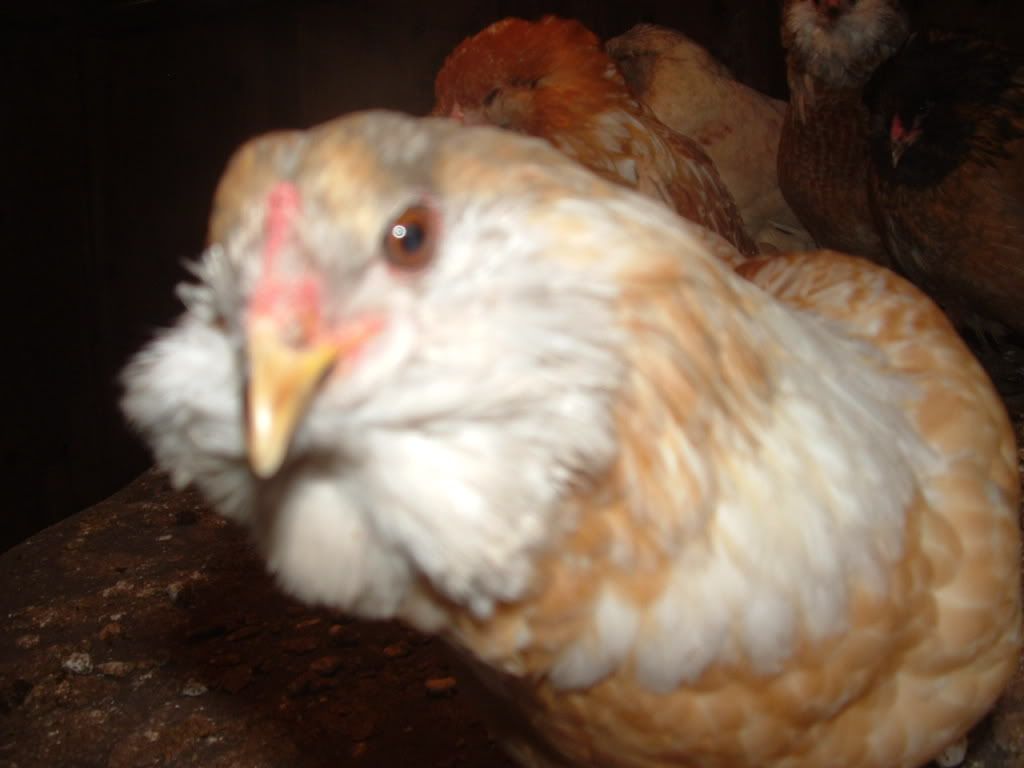 chickies004-2.jpg