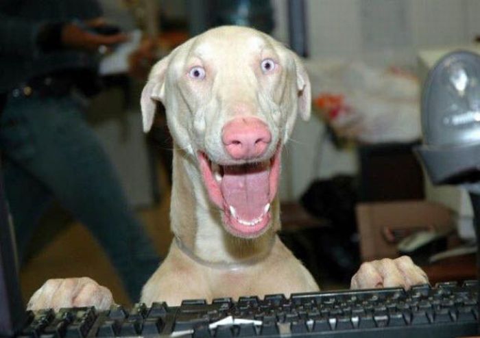most_hilarious_animal_emotions_31.jpg
