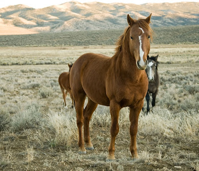 horses2.jpg