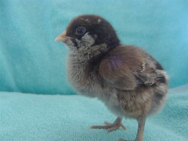 babies3-2-2011011Small.jpg