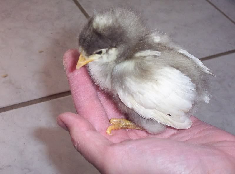 chickens002.jpg