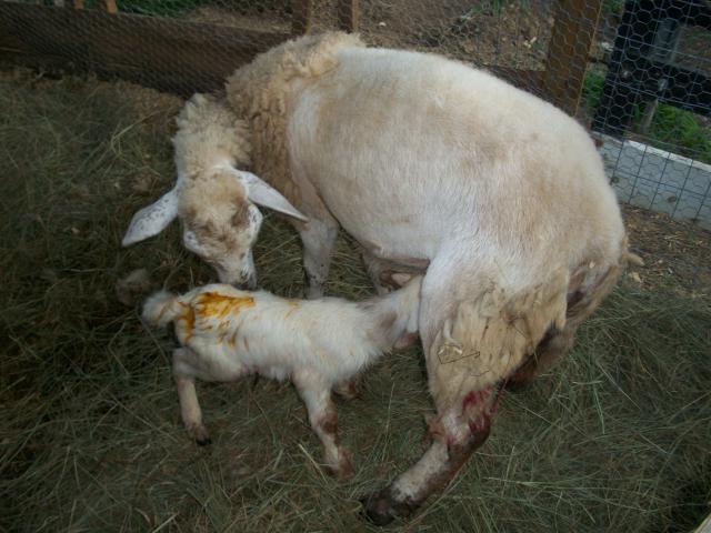 82_first_lamb_034.jpg