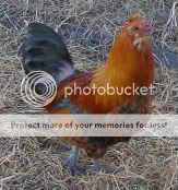 ChickensSilkieXEE007.jpg