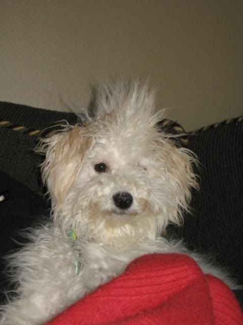 chloe-7months.jpg