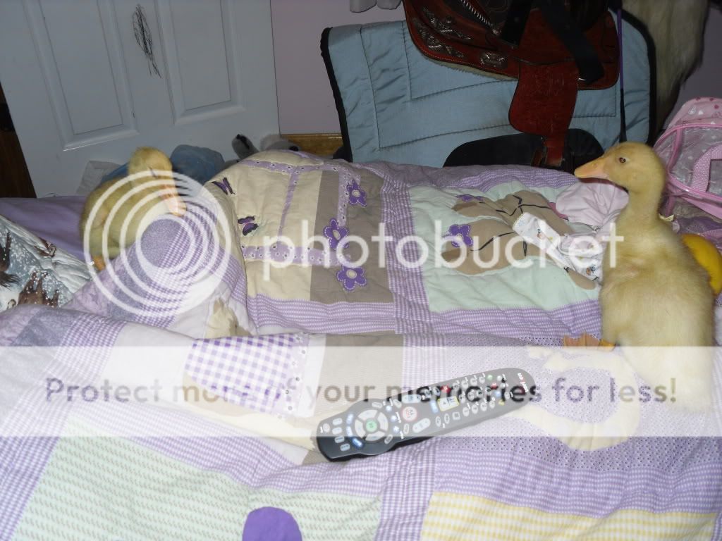 SDC10620.jpg