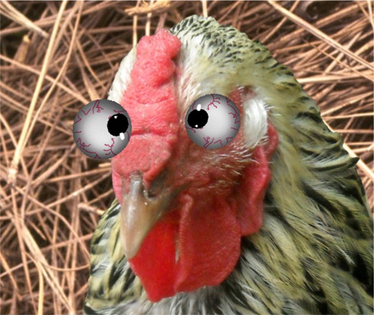 crazy+eyes.jpg