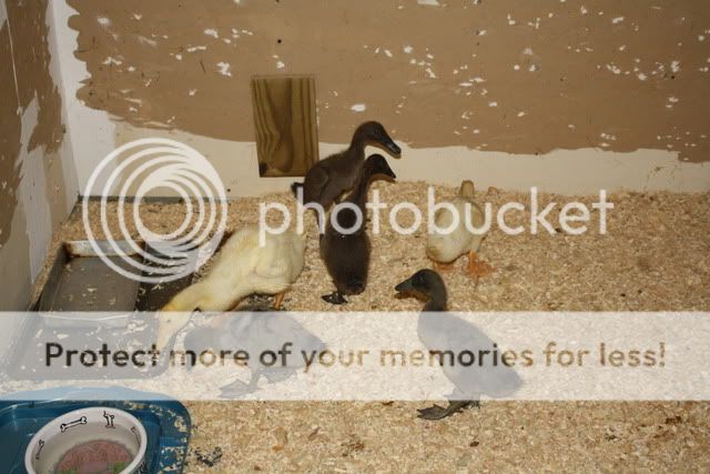 duckhouse007.jpg