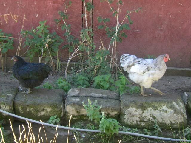 whiteorps023.jpg