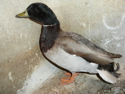 DSCN2716.JPG