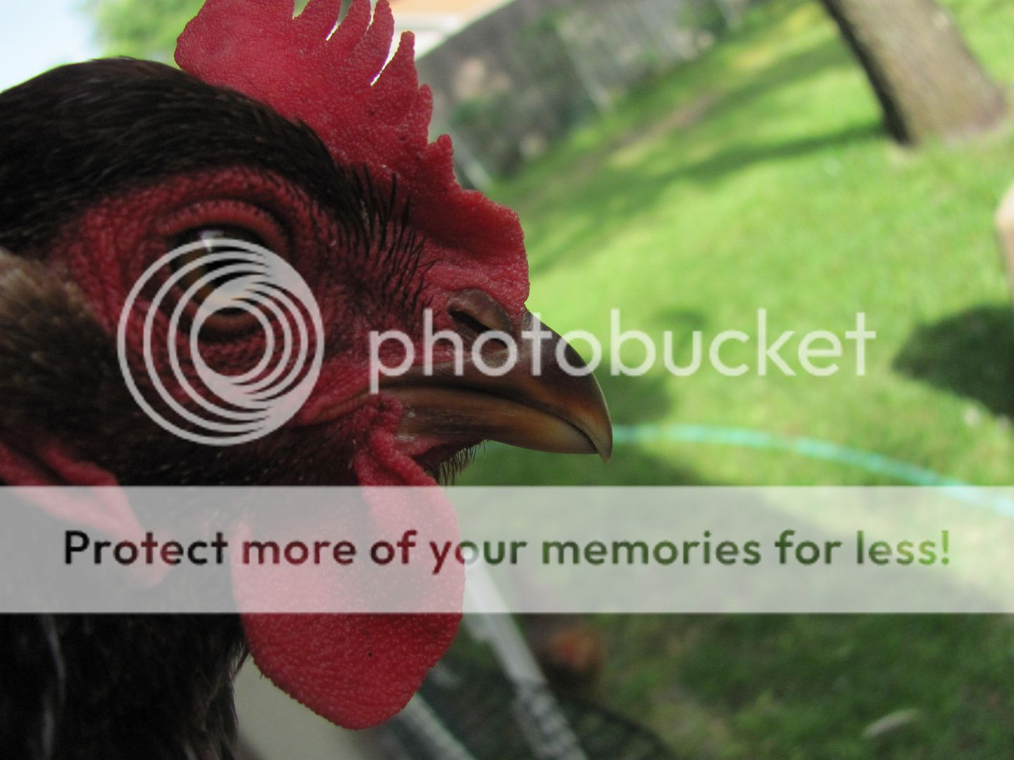 Chickens012.jpg