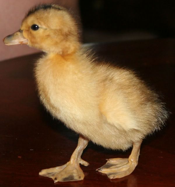 duck2-3.jpg