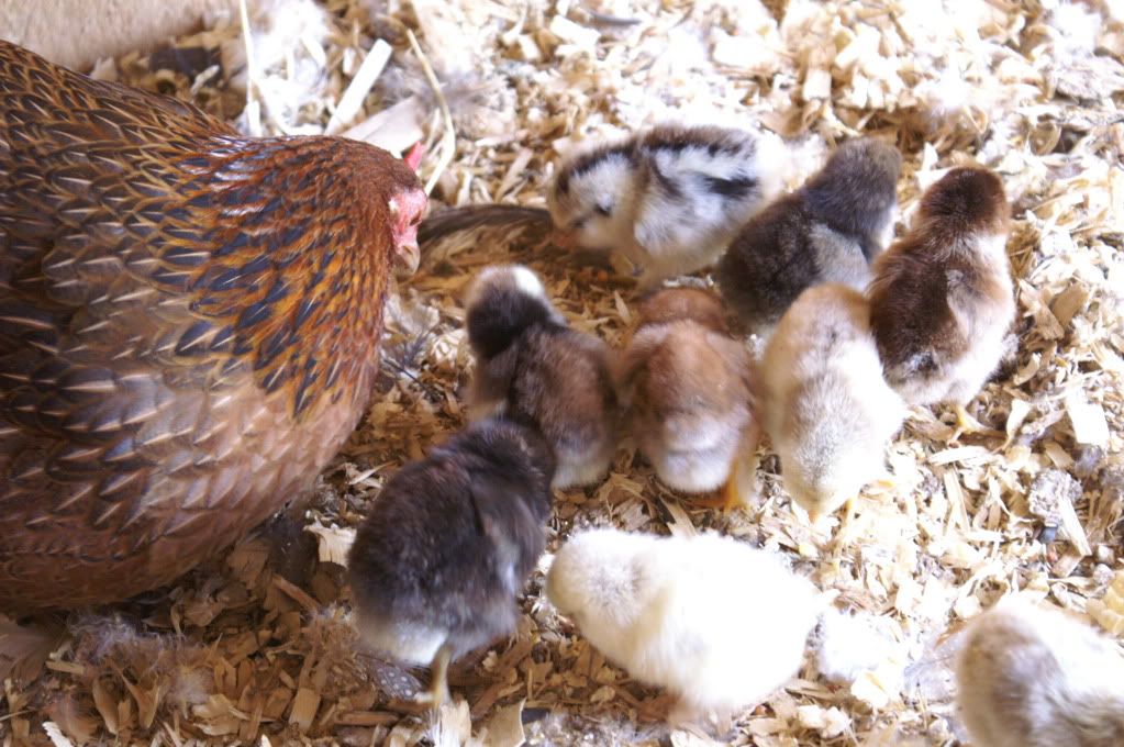mychickens074.jpg