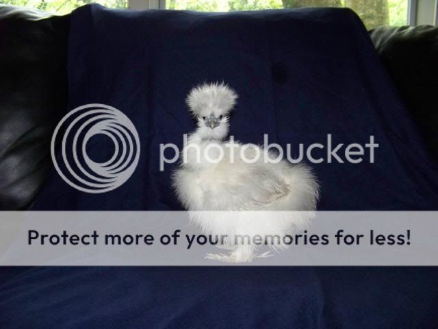 sgsilkies_005.jpg