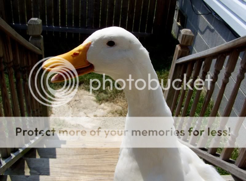 cducky1.jpg