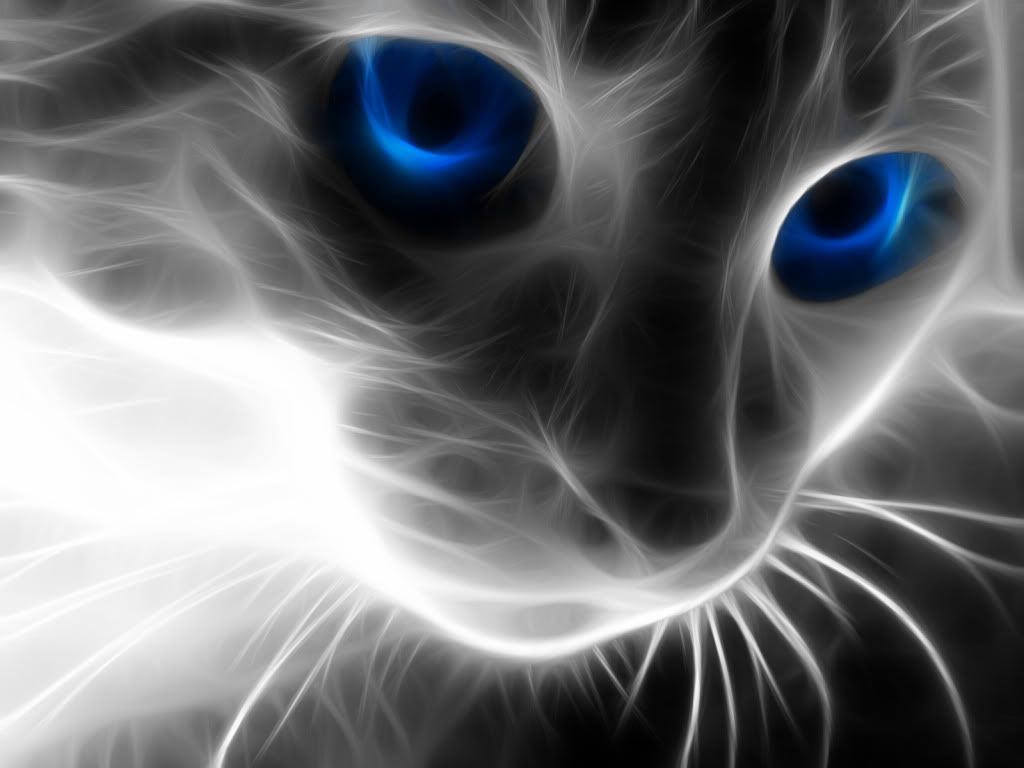 Animal-Cat-67800.jpg