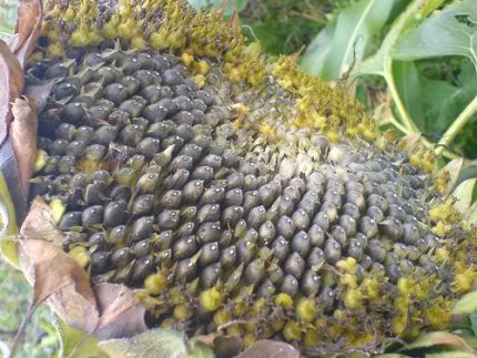 sunflower_seeds_VG_lg.jpg