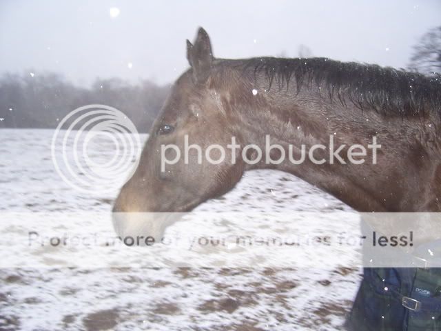 snow08016.jpg