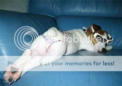 dogtwo1.jpg