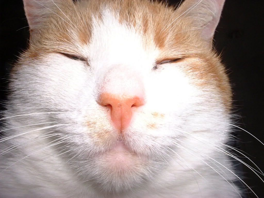 DSCF0009.jpg