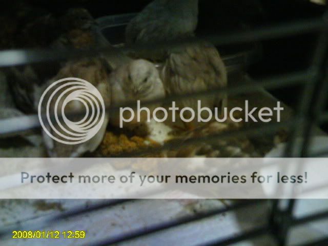 PICT0275.jpg