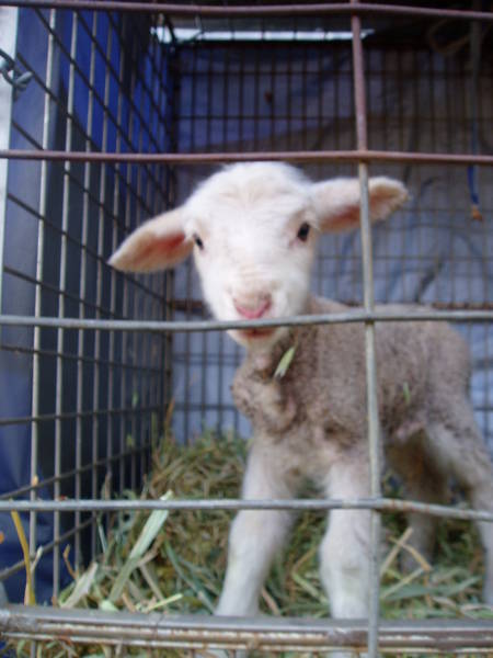9-05-08_Goats_063.JPG