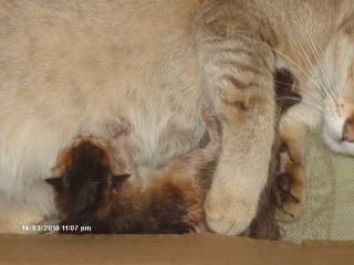 beaniekittens003.jpg