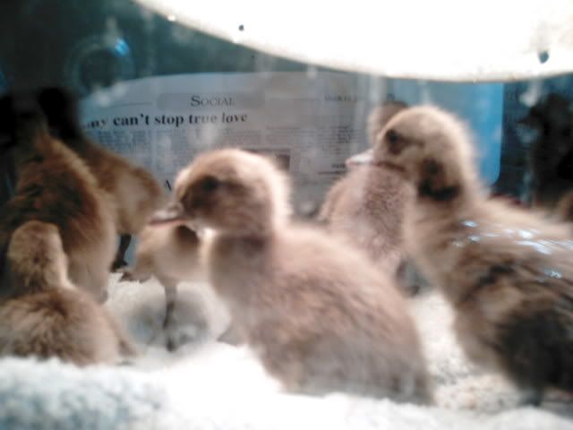 KHAKIDUCKLINGS.jpg