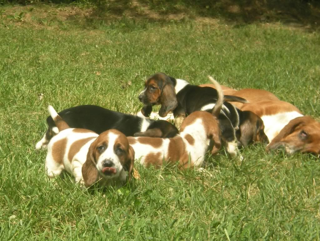 pups.jpg