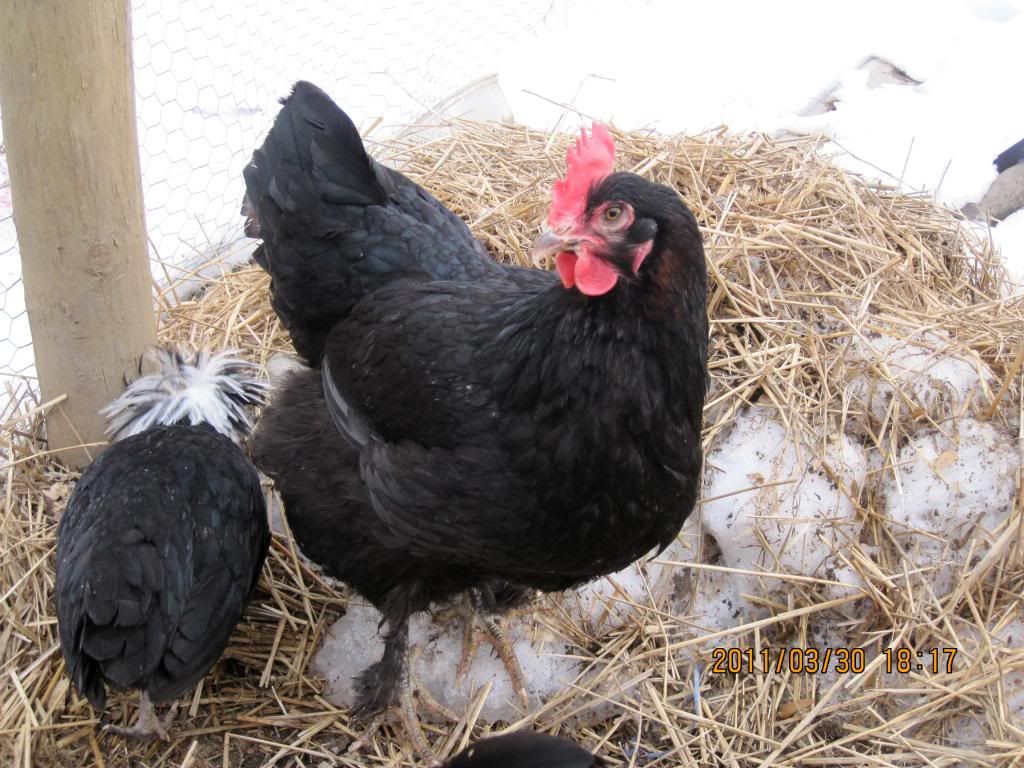 chickensatmoms055.jpg