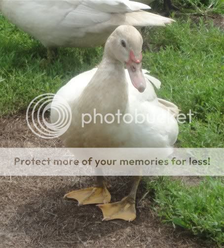 silvermuscovy.jpg