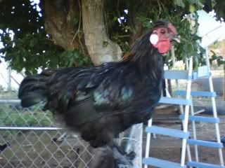 Greenfeathers2.jpg