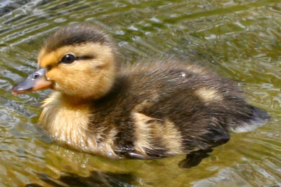 mallard-duckling.jpg