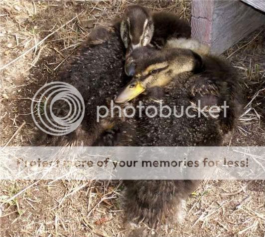mallards002.jpg