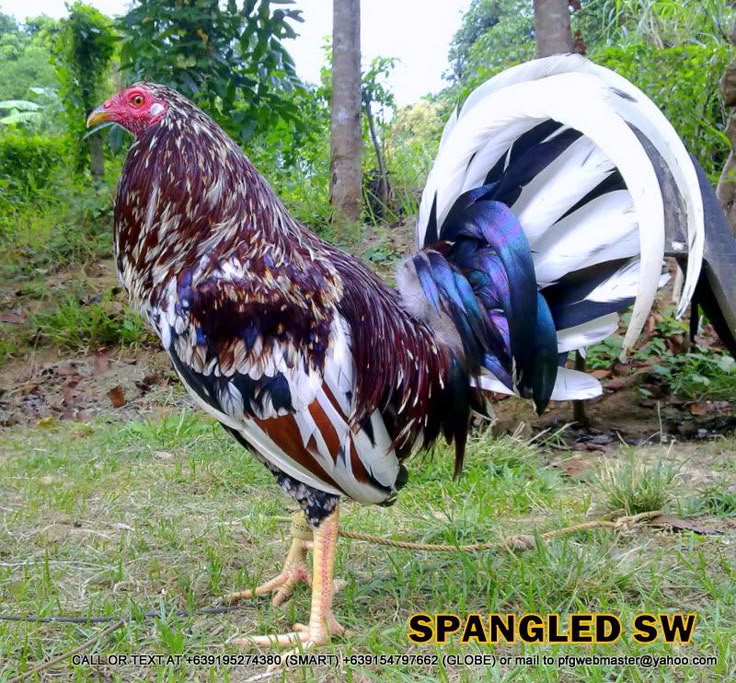 75a73e11b0570f04fd46006d1dcd0980--chicken-pictures-game-fowl.jpg