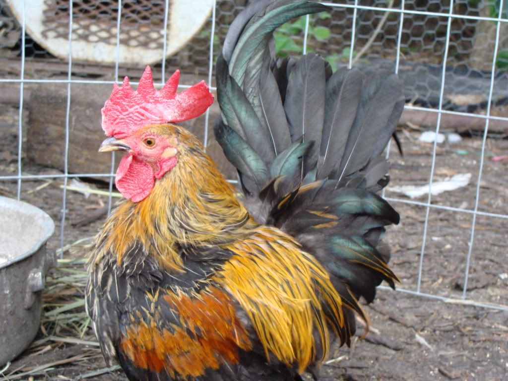 ChickPicks2274.jpg