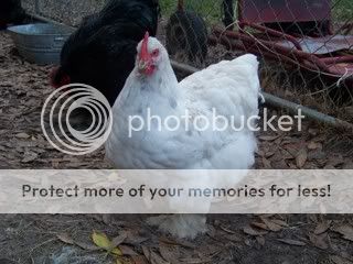 Chickens042.jpg