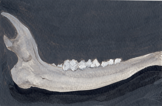 2009-spring_deer_jaw.jpg