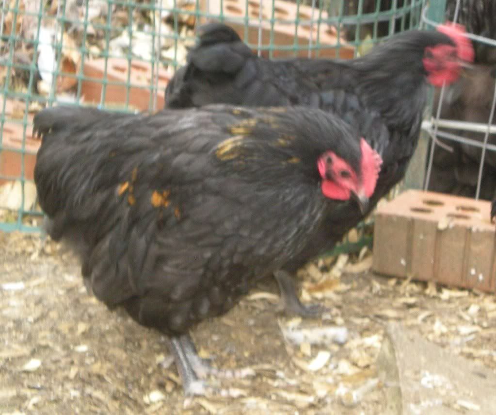 DSCN5823.jpg