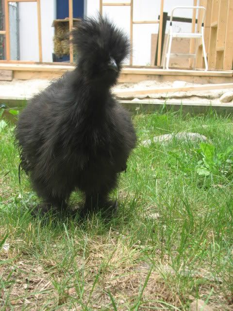 silkies111.jpg