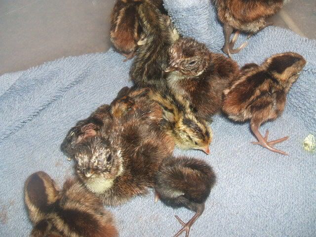 2008_0904quails20006.jpg