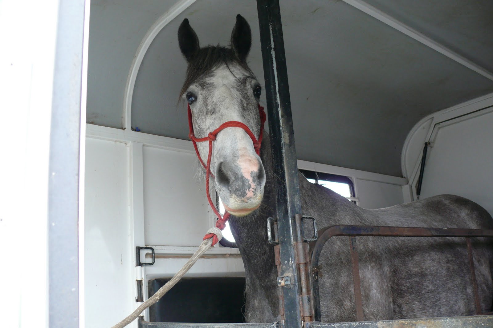 horses+437.jpg